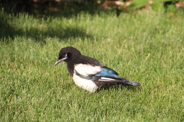 Fototapeta premium Young Magpie, Edmonton, Alberta