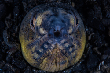 Close up of a Blacksaddle snake eel, Ophichthus cephalozona, as it pokes its face out of the volcanic sand in Lembeh Strait, Indonesia.