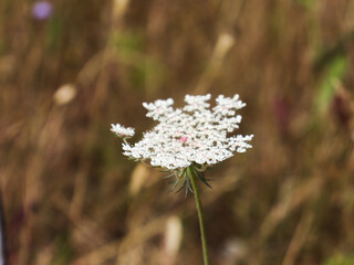 flor branca no meio do parque