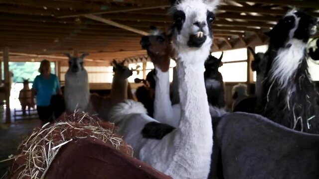 An herd of llamas running at a farm in upstate New York.