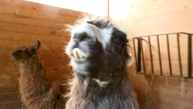 A llama stares at the camera at a farm in upstate New York.