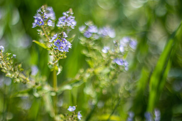 forget me not