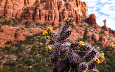 Yellow fruit of the Staghorn Cholla cactus with red rocks mountain background in Arizona