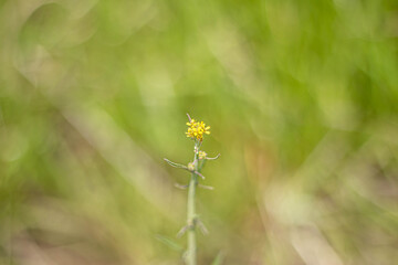 tiny yellow flowers
