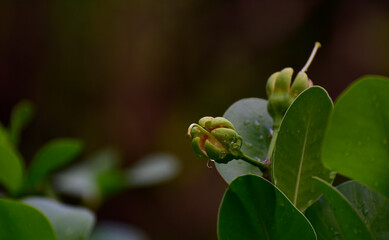 
Green leaves with dew drops
Beautiful and natural in the forest, looking and refreshing