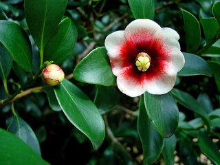 Clusia flower on tree (Clusia lanceolata)