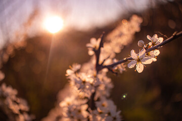 cherry blossoms