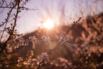 sunset in the forest