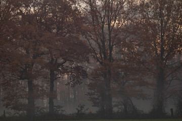 trees in the morning fog