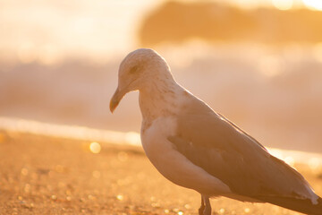 seagull in the sunset