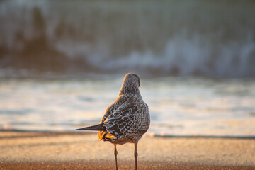 bird on the beach