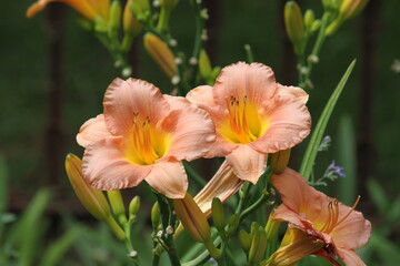 Fototapeta premium żółte kwiaty