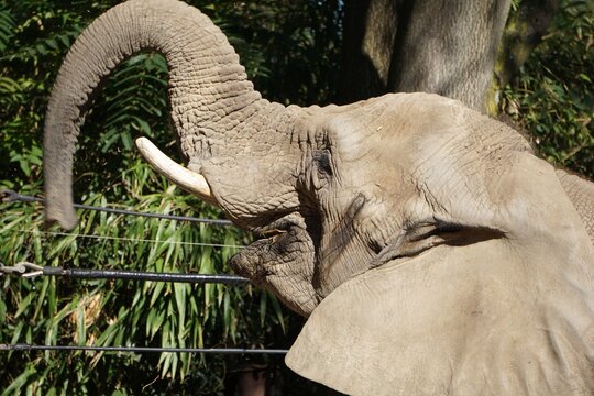 Closeup shot of a beautiful elephant with open mouth and trunk