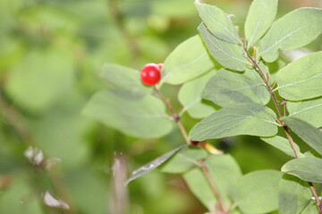 red currant bush