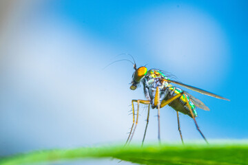 long legged fly