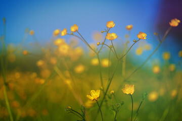 yellow wildflowers taken closeup outdoors. concept of nature, conservation and togetherness