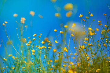 Fototapeta na wymiar yellow wildflowers on a background of blue sky. shot close up. concept of togetherness of nature.