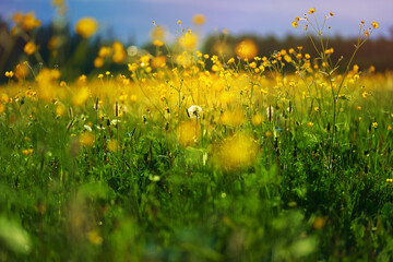 yellow wildflowers taken closeup outdoors. concept of nature, conservation and togetherness
