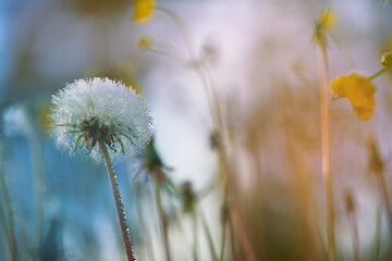 Obraz na płótnie Canvas close-up shot of a dandelion outdoors