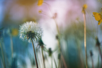 Obraz na płótnie Canvas close-up shot of a dandelion outdoors