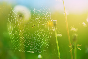 spider web and spider, photo taken in a field close-up