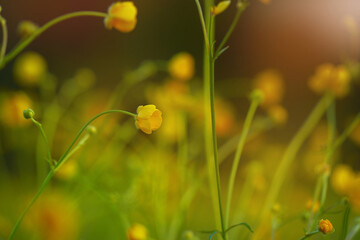 wildflowers filmed close-up outdoors