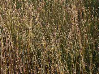 Plantação de trigo