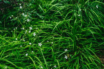 Beautiful small flowers of yaskolka among green grasses closeup. Nature background with little white florets of jaskolka in lush grass. Small white flowers of cerastium tomentosum among rich flora.