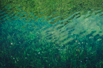 Nature background of green vegetation in clear water. Underwater flora close-up. Natural texture of greenery on bottom of mountain lake after flood. Calm transparent water surface of mountain lake.