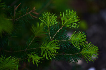 young needles of conifer in a coniferous forest