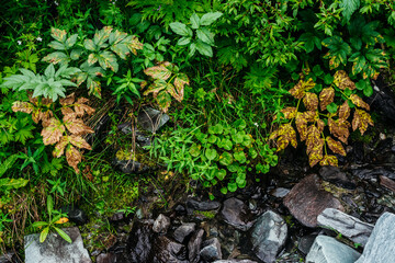 Great variety of herbs near spring water among stones. Mountain clear water stream near rich flora of highlands. Vast variety of motley grasses. Yellow leaves and greenery. Beauty of alpine nature.