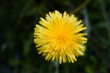 yellow summer flowers in the field closeup
