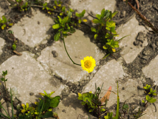 Flor amarela no chão