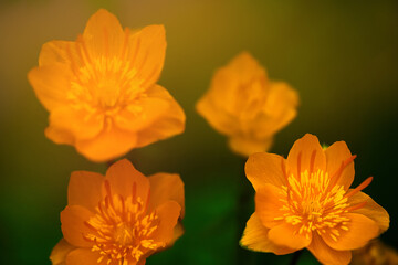 orange summer flowers in the field closeup