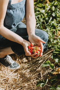 Woman in denim outfit showing at the camera fresh strawberries she picked.