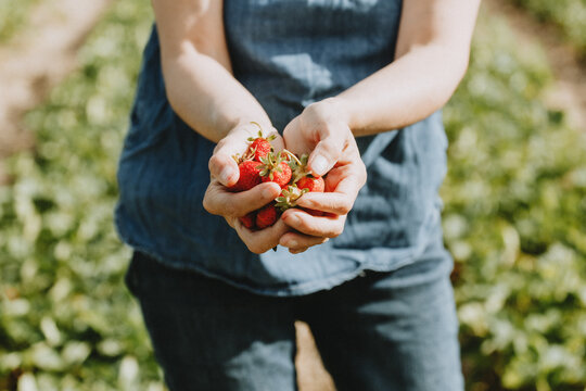 Woman in denim outfit holding fresh-picked strawberries in a field, Quebec.