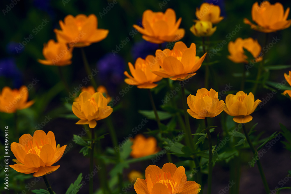 Wall mural orange summer flowers in the field closeup