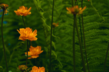 Obraz premium orange summer flowers in the field closeup