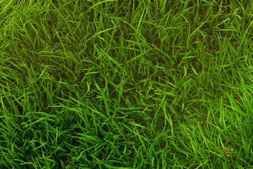 backyard lawn. close-up shot.
