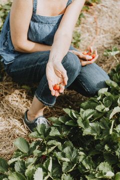 Woman in denim outfit showing at the camera a fresh strawberry she picked.