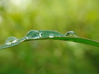 water drops on a green leaf