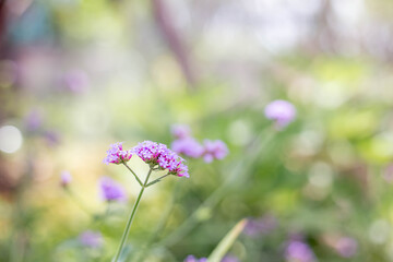  purple flowers in a garden park meadow