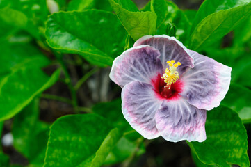 Fototapeta premium A Beautiful Colorful Hibiscus