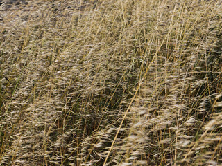 Fototapeta premium plantas do verão