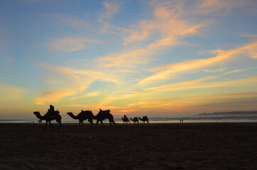Fototapeta na wymiar Ride a camel across Essaouira's beaches, dunes and forests during sunset time.
