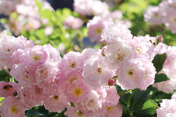 pink and white rose flowers