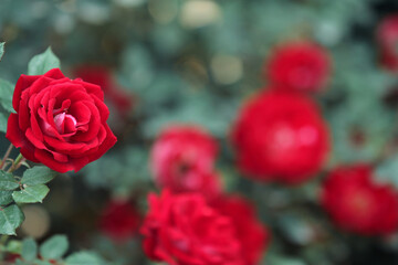 red roses in a garden