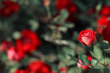 red rose in the garden