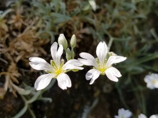 Fototapeta na wymiar White Cerastium, also known as mouse-ear chickweed, flowers and buds, on a blurred background of green leaves