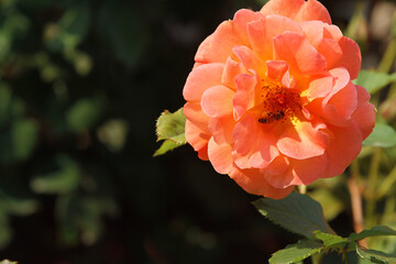 orange rose flower on black background